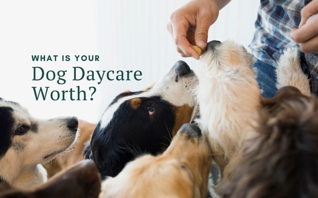 What is your Dog Daycare Worth?